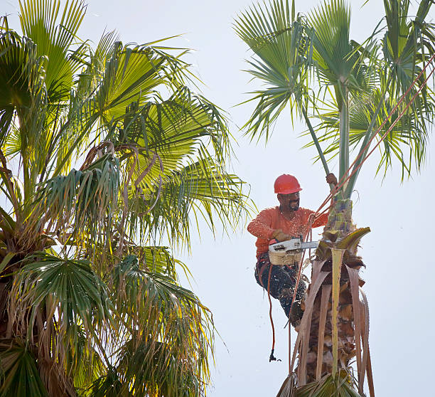 Palm Tree Trimming in Escalon, CA